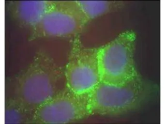 Anti-Jagged 1 antibody used in Immunocytochemistry/ Immunofluorescence (ICC/IF). GTX48691