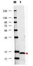 Anti-IL17F antibody used in Western Blot (WB). GTX48695