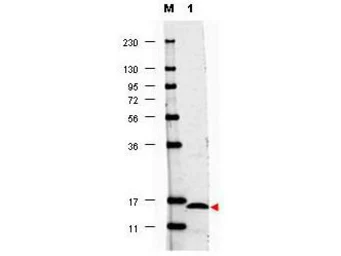 Anti-IL17F antibody used in Western Blot (WB). GTX48695