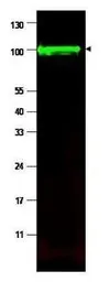 Anti-Iaspp antibody used in Western Blot (WB). GTX48696