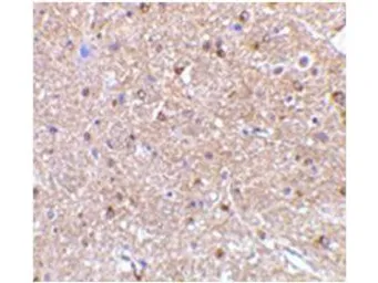 Anti-Nogo A antibody used in Immunohistochemistry (IHC). GTX48703