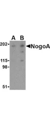 Anti-Nogo A antibody used in Western Blot (WB). GTX48703