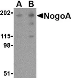 Anti-Nogo A antibody used in Western Blot (WB). GTX48703