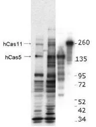 Anti-Casz1 antibody used in Western Blot (WB). GTX48704