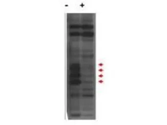 Anti-Mlf1 Interacting Protein antibody used in Western Blot (WB). GTX48708