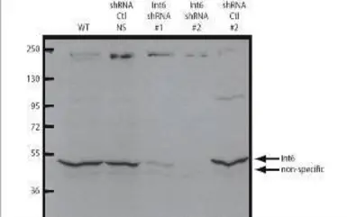 Anti-eIF3e antibody used in Western Blot (WB). GTX48712