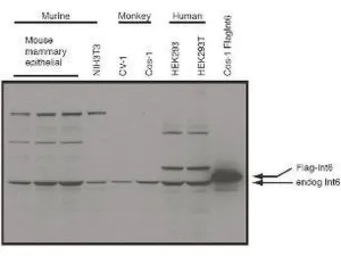 Anti-eIF3e antibody used in Western Blot (WB). GTX48712