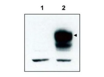 Anti-Trkct1 antibody used in Western Blot (WB). GTX48720