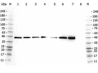 Anti-AHA-1 antibody used in Western Blot (WB). GTX48723