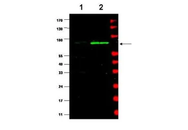 Anti-MDM2 antibody used in Western Blot (WB). GTX48728