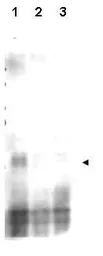 Anti-Mer2 (phospho Ser30) antibody used in Western Blot (WB). GTX48730