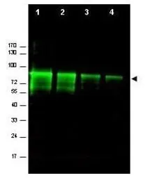 Anti-Mre11 antibody used in Western Blot (WB). GTX48735