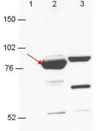 Anti-Esrp-1/2 antibody [23A7.C9] used in Western Blot (WB). GTX48760