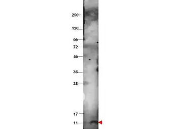 Anti-CXCL10 / IP10 antibody used in Western Blot (WB). GTX48762