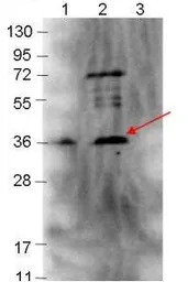 Anti-Borrelia burgdorferi p39 antibody used in Western Blot (WB). GTX48801