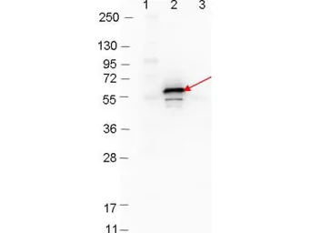 Anti-Dbp-B antibody used in Western Blot (WB). GTX48802