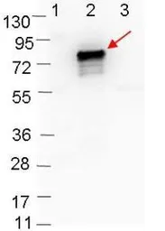 Anti-OspB antibody used in Western Blot (WB). GTX48803