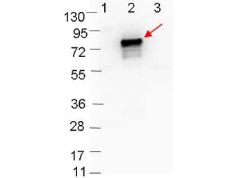 Anti-OspB antibody used in Western Blot (WB). GTX48803