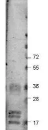 Anti-VEGFA antibody used in Western Blot (WB). GTX48811