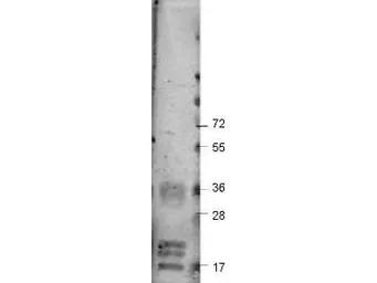 Anti-VEGFA antibody used in Western Blot (WB). GTX48811