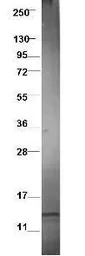 Anti-CCL3L1 antibody used in Western Blot (WB). GTX48812