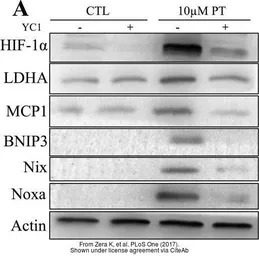 Anti-MCP1 / CCL2 antibody used in Western Blot (WB). GTX48813