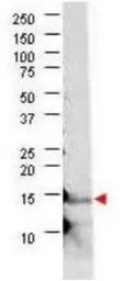 Anti-IL21 antibody used in Western Blot (WB). GTX48814