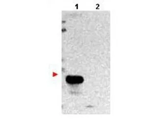 Anti-Tmbim1 antibody used in Western Blot (WB). GTX48815