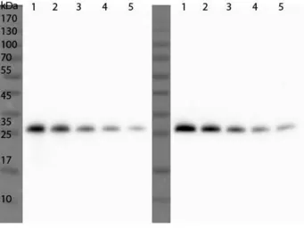 Anti-Ulp1 antibody used in Western Blot (WB). GTX48820
