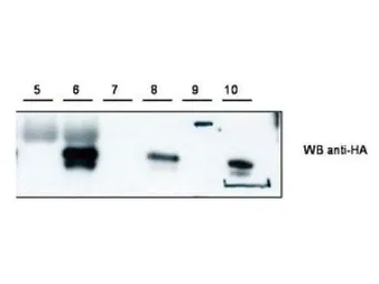 Anti-PSCDBP antibody used in Immunoprecipitation (IP). GTX48859