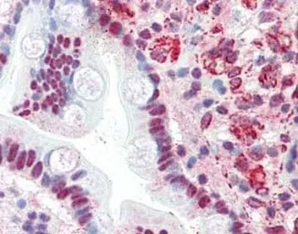 Anti-ThPok antibody used in IHC (Paraffin sections) (IHC-P). GTX48861