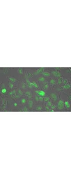 Anti-Lactate Dehydrogenase antibody used in Immunocytochemistry/ Immunofluorescence (ICC/IF). GTX48868