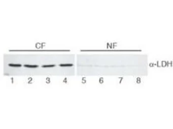 Anti-Lactate Dehydrogenase antibody used in Western Blot (WB). GTX48868