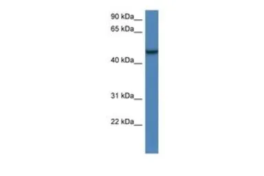 Anti-ARMCX1 antibody, C-term used in Western Blot (WB). GTX48893
