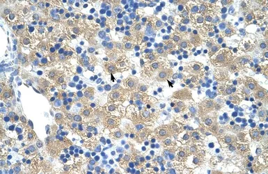 Anti-FERD3L antibody, N-term used in IHC (Paraffin sections) (IHC-P). GTX48965