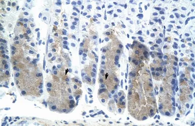 Anti-ESE1 antibody, N-term used in IHC (Paraffin sections) (IHC-P). GTX48971