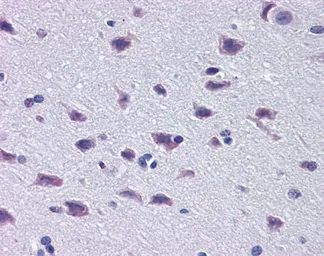 Anti-OTX3 antibody, Internal used in IHC (Paraffin sections) (IHC-P). GTX48986