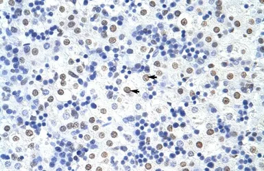 Anti-HNRPUL1 antibody, C-term used in IHC (Paraffin sections) (IHC-P). GTX49009