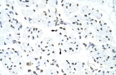 Anti-HNRPUL1 antibody, C-term used in IHC (Paraffin sections) (IHC-P). GTX49009