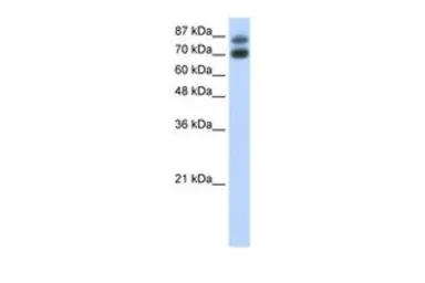 Anti-HNRPUL1 antibody, C-term used in Western Blot (WB). GTX49009