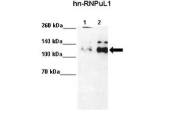 Anti-HNRPUL1 antibody, C-term used in Western Blot (WB). GTX49009
