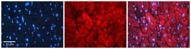 Anti-EHD1 antibody, Internal used in IHC (Paraffin sections) (IHC-P). GTX49037