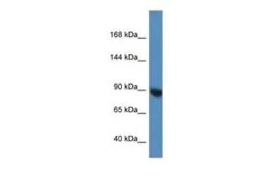 Anti-EIF2C3 antibody, N-term used in Western Blot (WB). GTX49044
