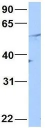 Anti-HINFP antibody, Internal used in Western Blot (WB). GTX49063