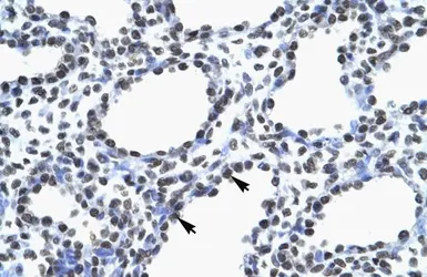 Anti-MYEF2 antibody, Internal used in IHC (Paraffin sections) (IHC-P). GTX49064