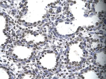Anti-MYEF2 antibody, Internal used in IHC (Paraffin sections) (IHC-P). GTX49064