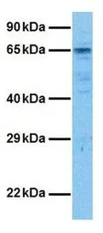 Anti-MYEF2 antibody, Internal used in Western Blot (WB). GTX49064