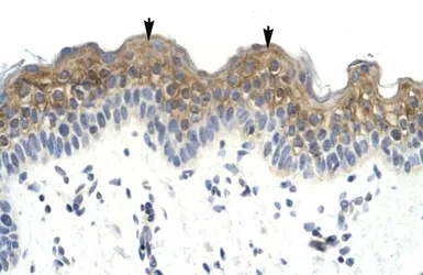 Anti-HSFX1 antibody, Internal used in IHC (Paraffin sections) (IHC-P). GTX49072
