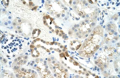 Anti-MYBBP1A antibody, C-term used in IHC (Paraffin sections) (IHC-P). GTX49078