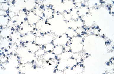 Anti-MYBBP1A antibody, C-term used in IHC (Paraffin sections) (IHC-P). GTX49078
